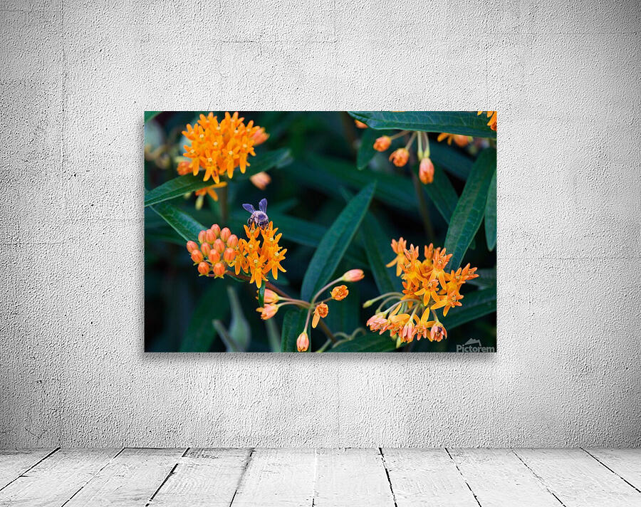 Bee on Butterfly Weeds Wall Preview