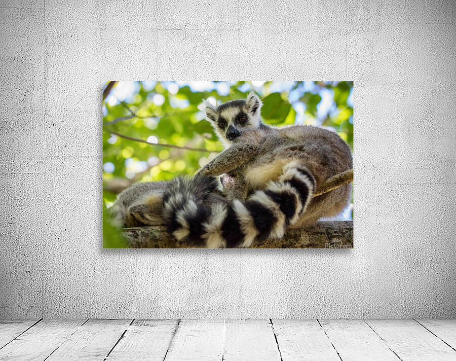 Ring-tailed Lemur by Adel B Korkor
