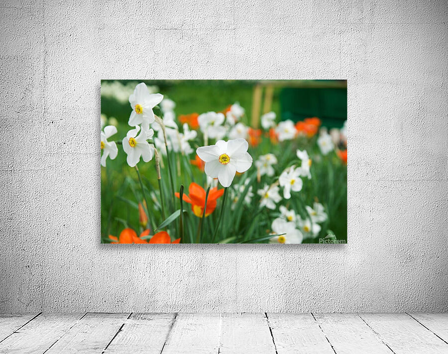 White Daffodil by Adel B Korkor
