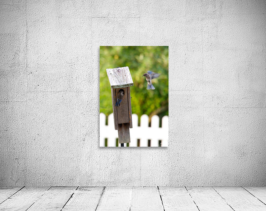 Baby Bluebirds Wall Preview