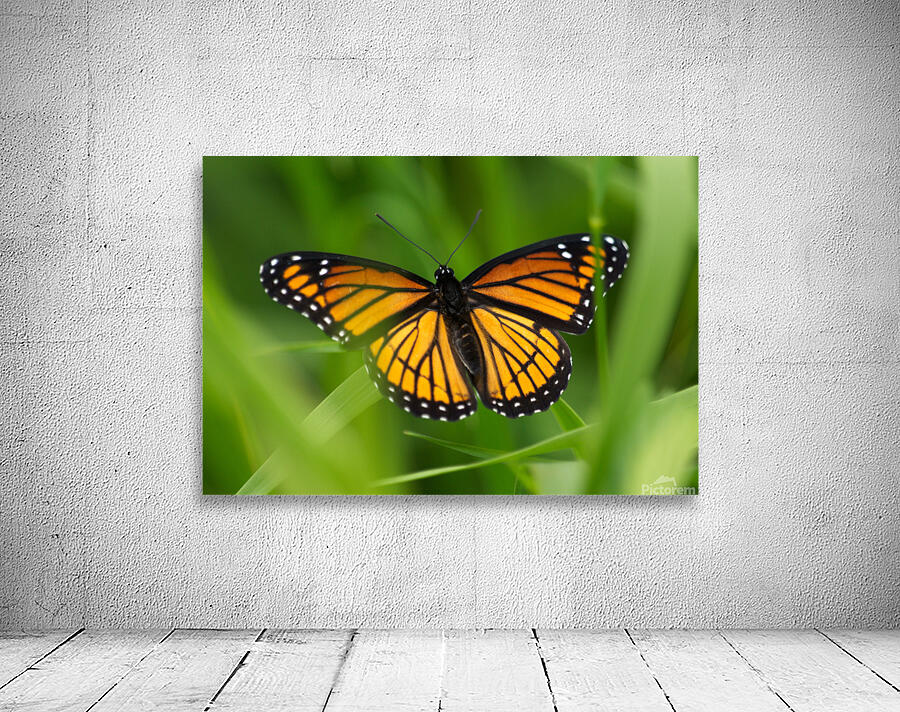 Monarch Butterfly by Adel B Korkor