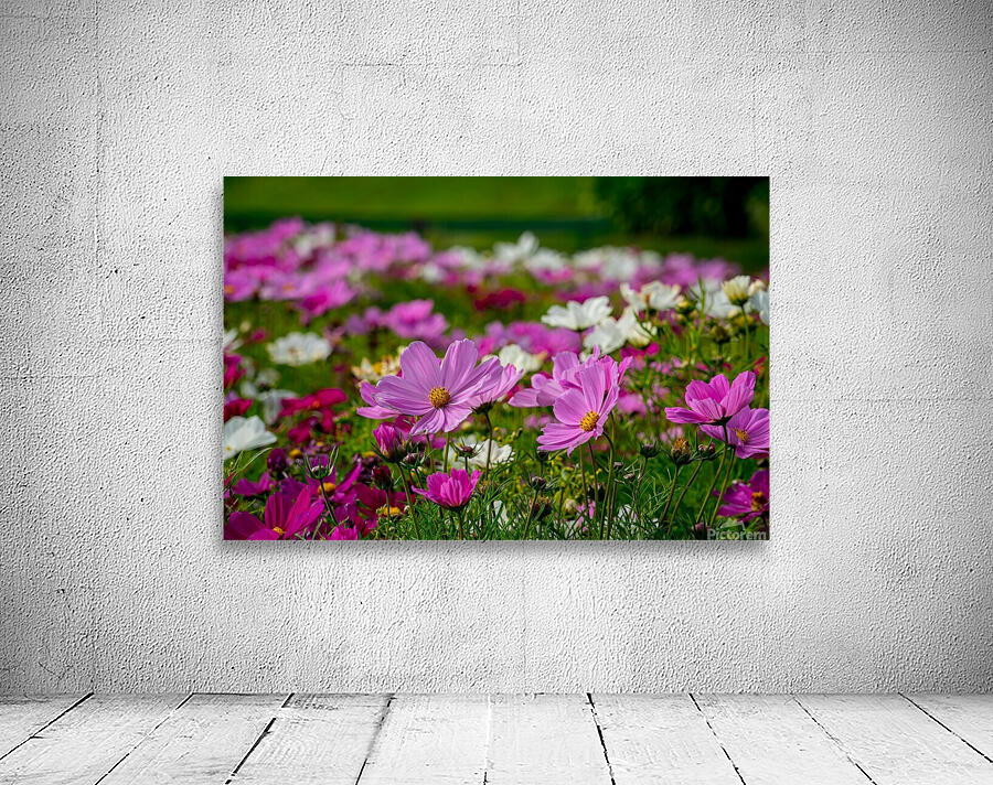 Pink Coreopsis at the Botanical Gardens Wall Preview