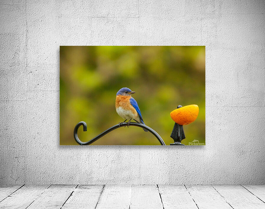 Perched Bluebird by Adel B Korkor