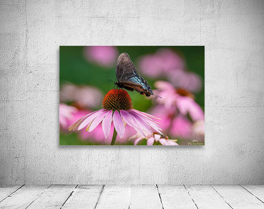 Red-Spotted Purple Admiral Butterfly Wall Preview