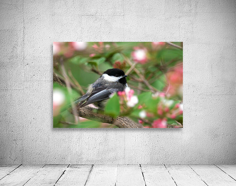 Chickadee Wall Preview