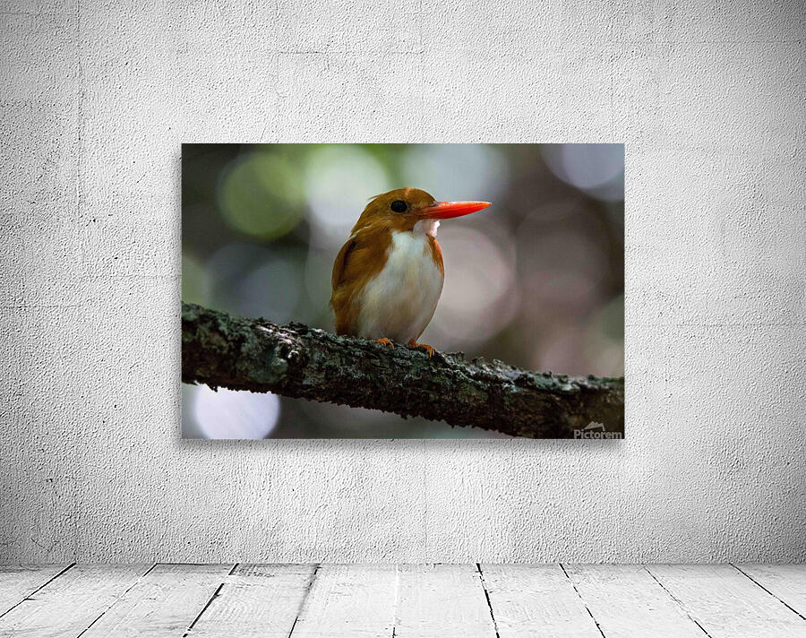 Madagascan Pygmy Kingfisher Wall Preview