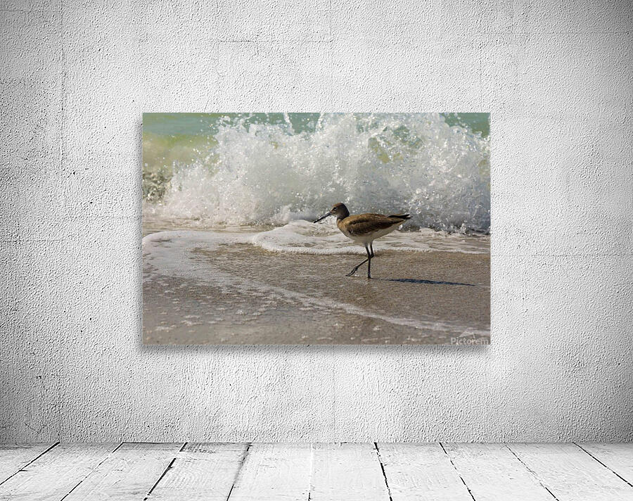 Sandpiper on a Florida Beach by Adel B Korkor