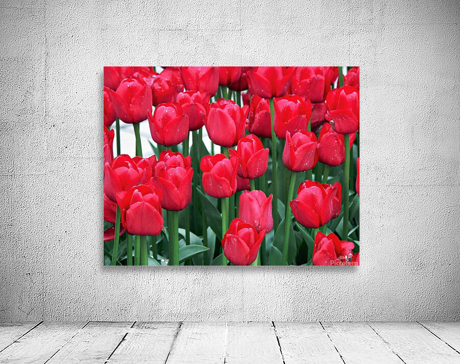 Red Tulips Wall Preview