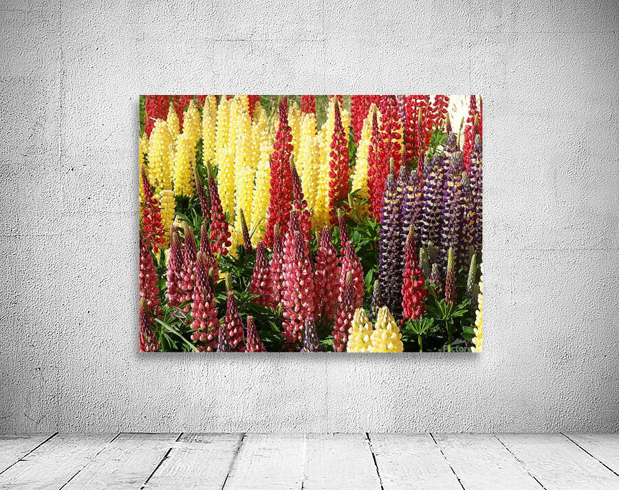 Colorful Lupines Wall Preview
