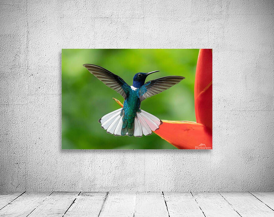 Handsome White-Necked Jacobin Wall Preview