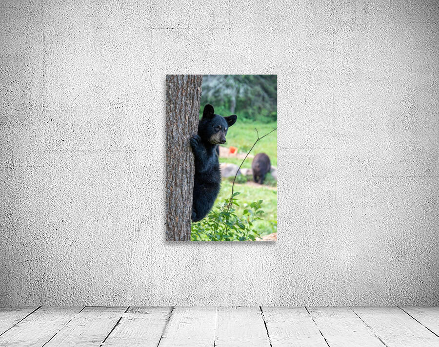 Black Bear Cub by Adel B Korkor