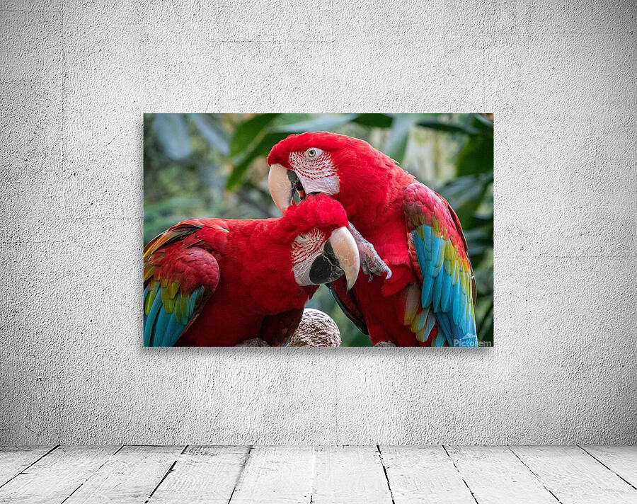 Macaws Wall Preview