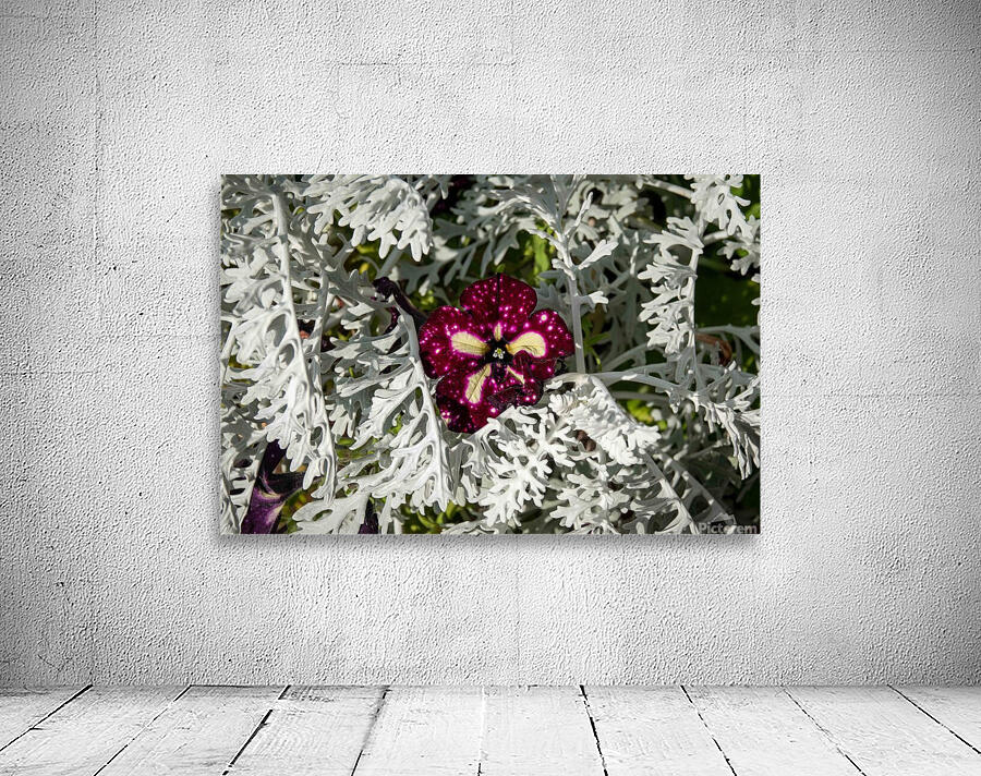 Starry Sky Burgundy Petunia Flower by Adel B Korkor