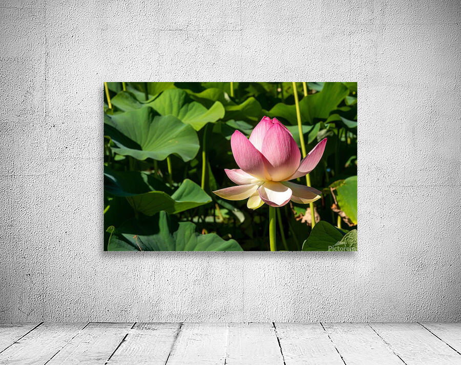 Lotus Flower Wall Preview