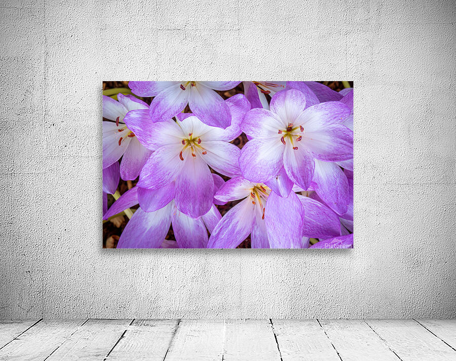 Purple Crocus Flowers by Adel B Korkor