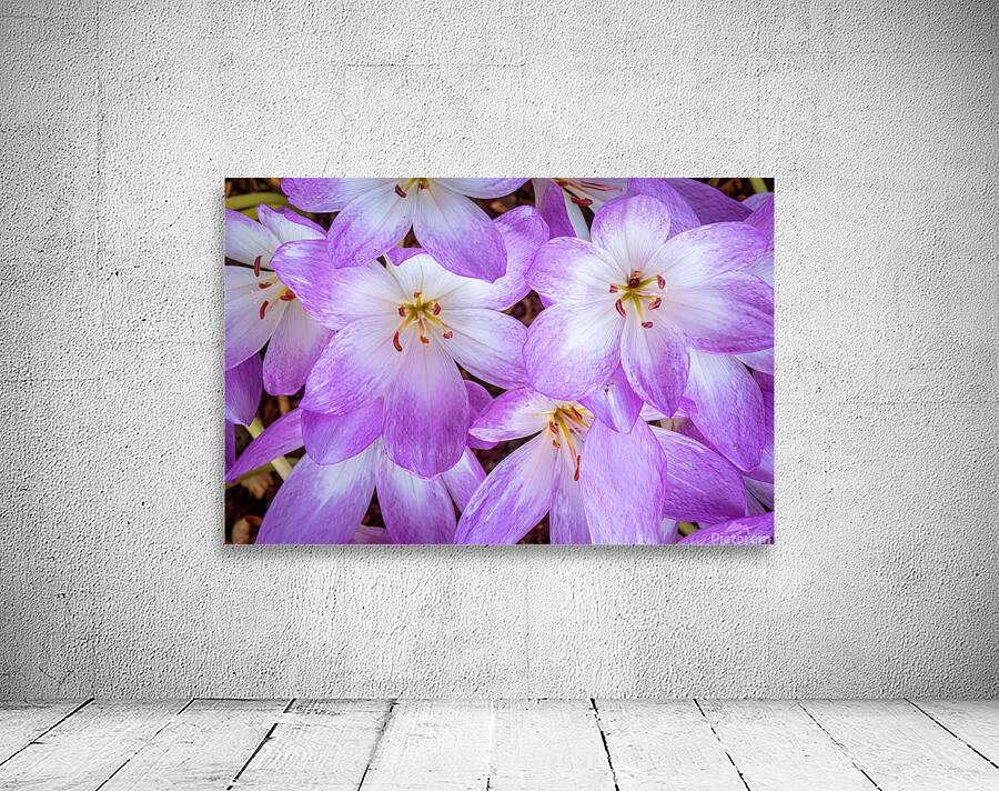 Purple Crocus Flowers Wall Preview