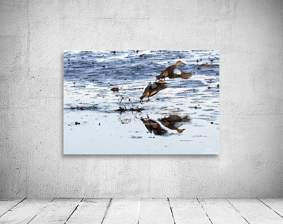 Blue-Winged Teal Wall Preview