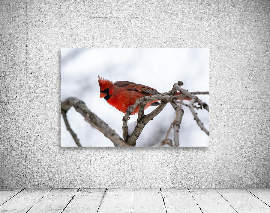 Northern Cardinal Wall Preview