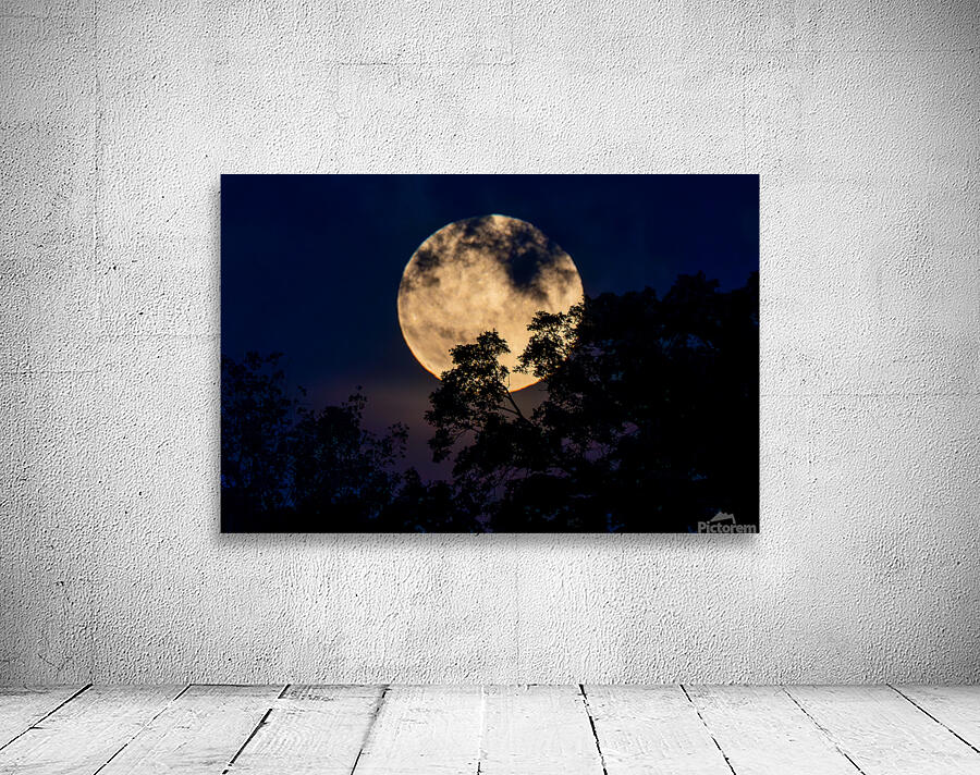 Moon Lit Night by Adel B Korkor