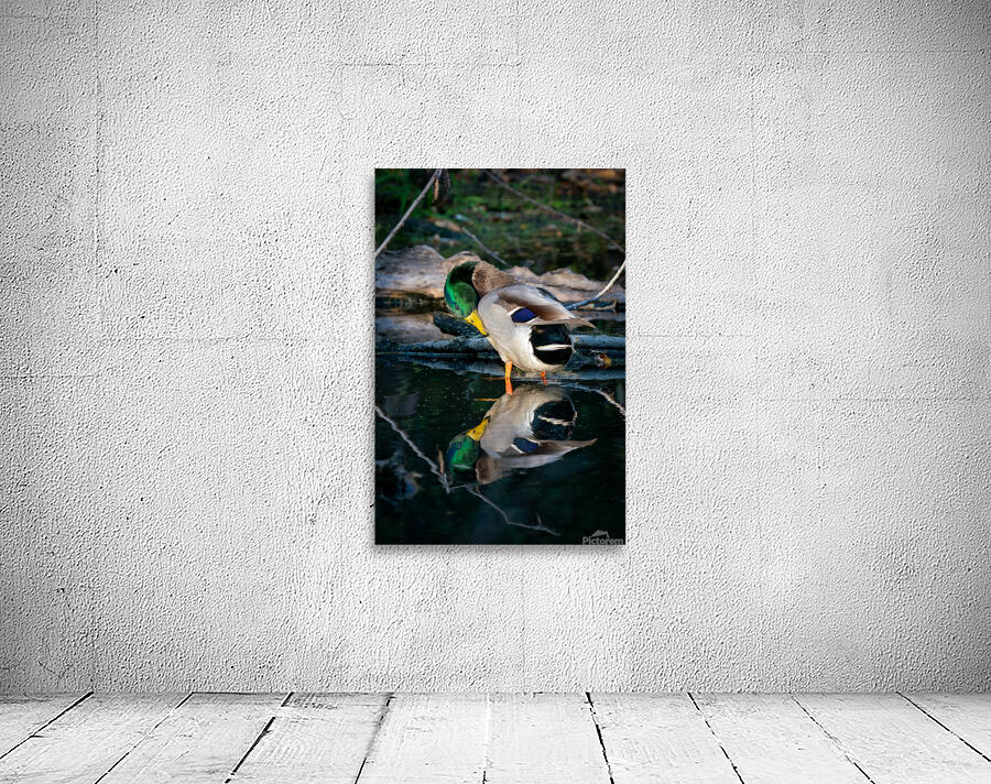 Male Mallard Duck Reflection Wall Preview