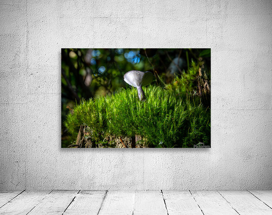 Gomphidius Mushroom Wall Preview