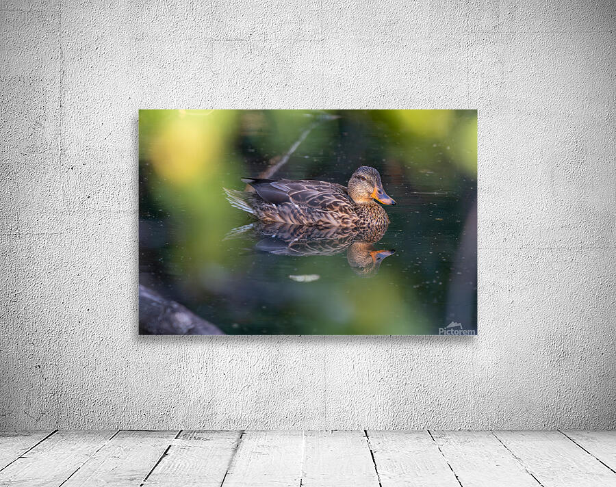 Female Mallard Duck Reflection Wall Preview