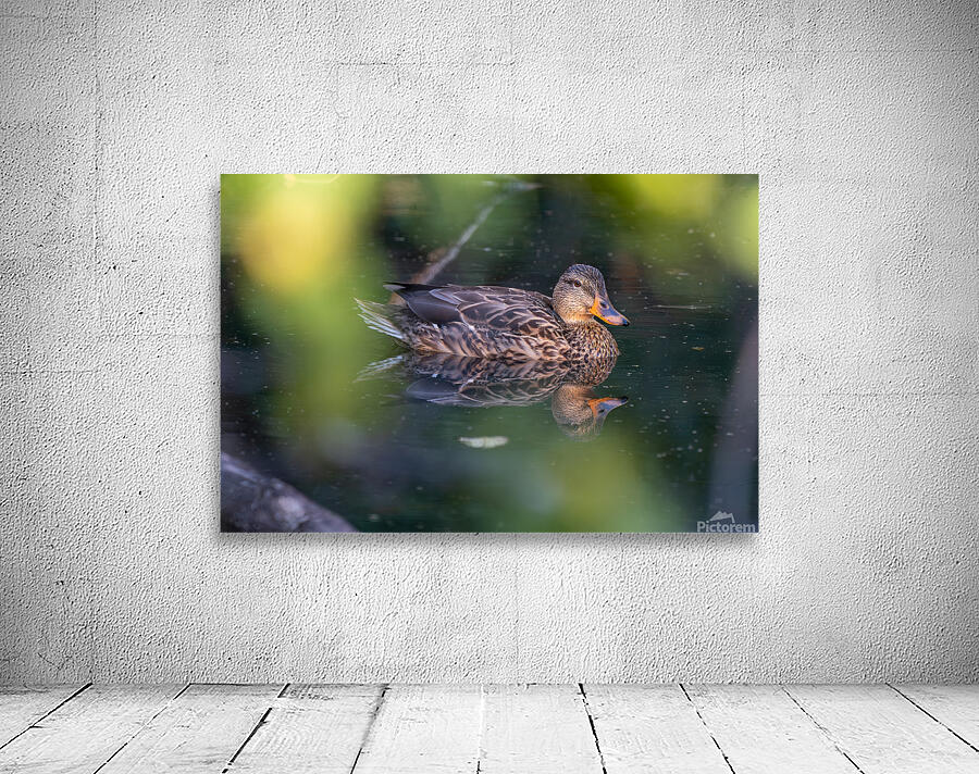 Female Mallard Duck Reflection by Adel B Korkor