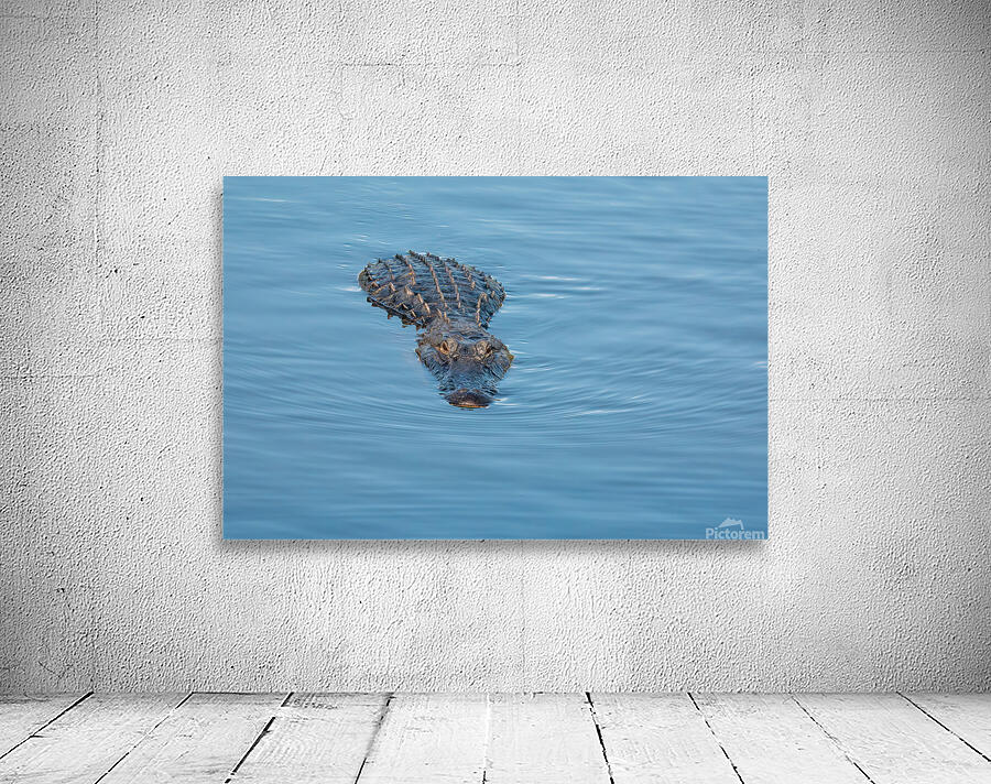 American Alligator Wall Preview