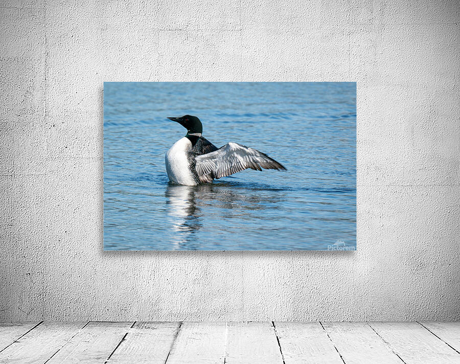 Common Loon Wall Preview