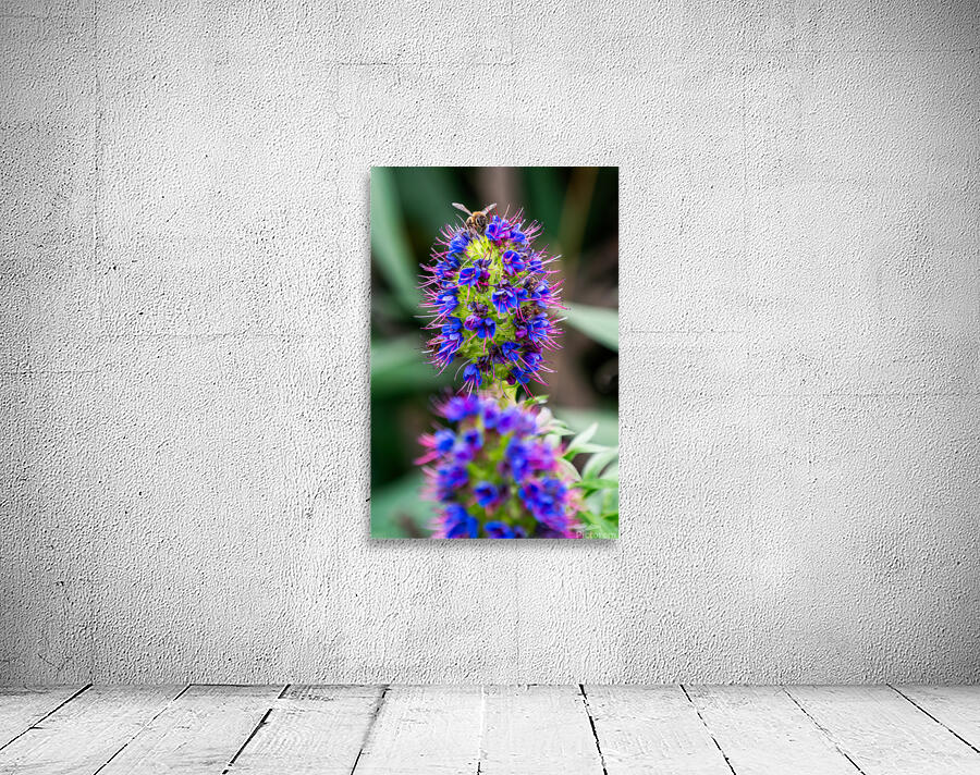 A Honey Bee on a Pride of Madeira Flower by Adel B Korkor