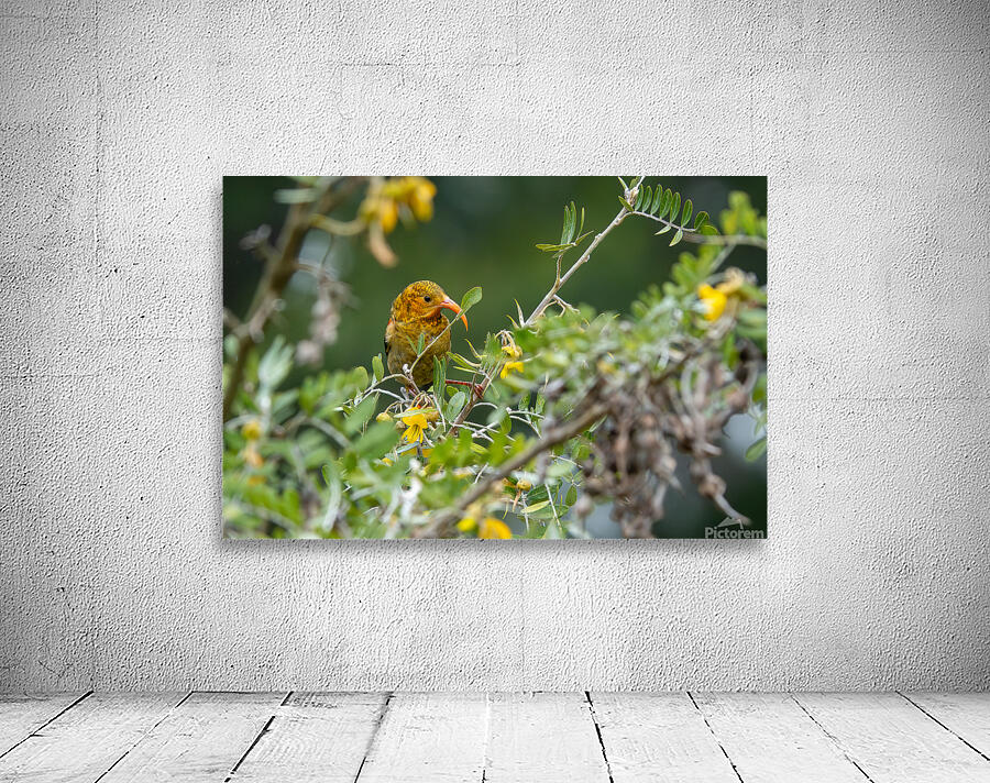 Hawaiian Honeycreeper Wall Preview