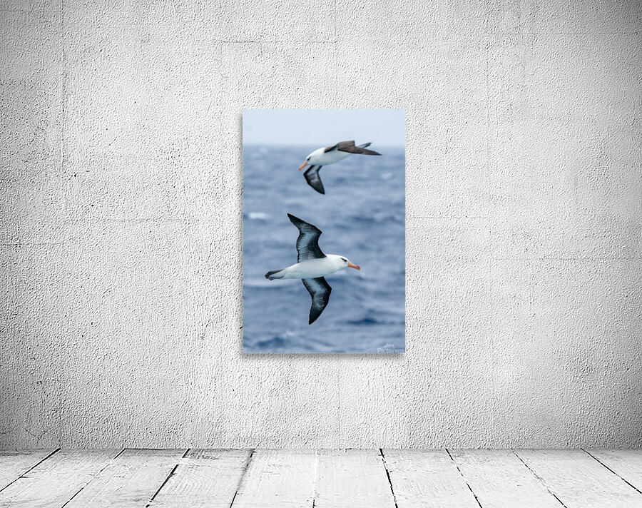 Black-browed Albatross by Adel B Korkor