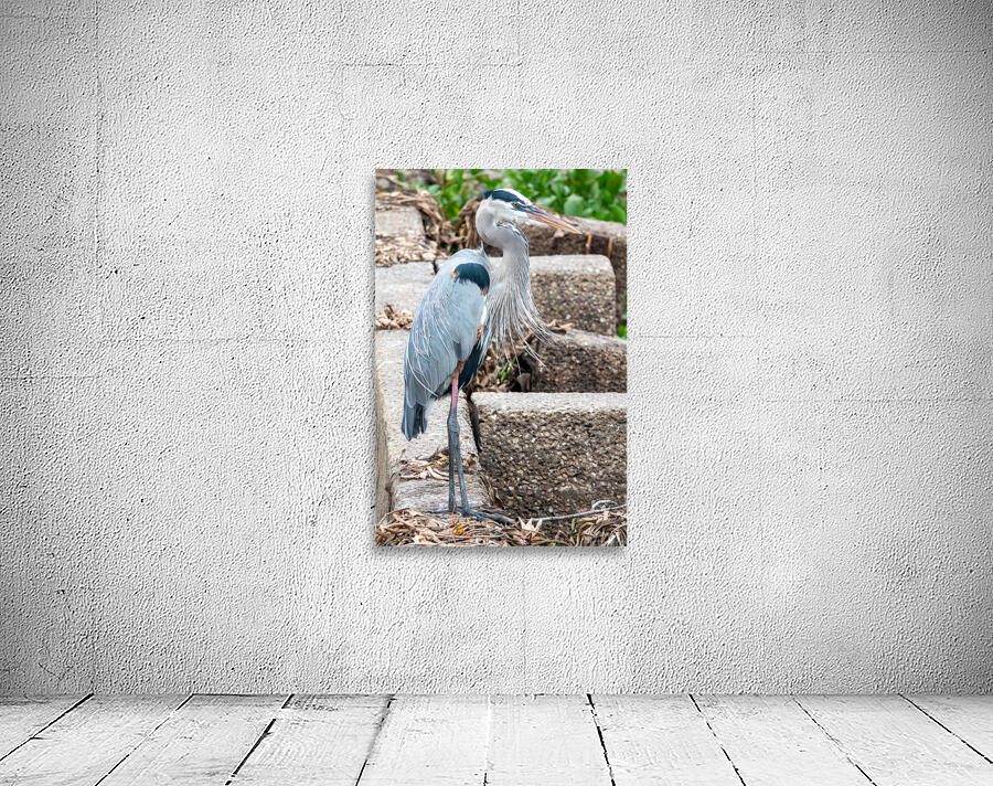 Great Blue Heron by Adel B Korkor