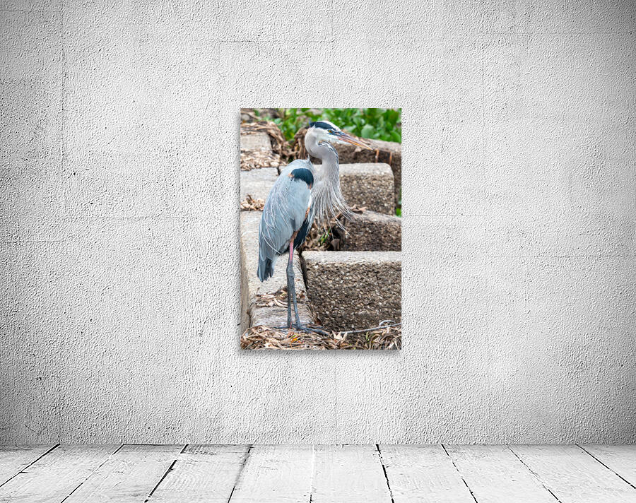 Great Blue Heron Wall Preview