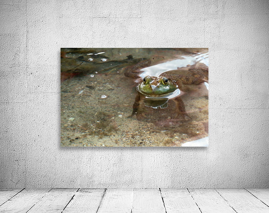 American Bullfrog Taking a Swim Wall Preview
