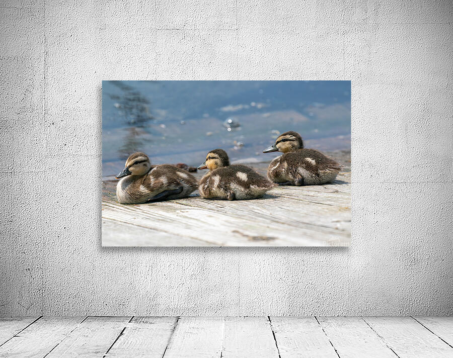 Mallard Ducklings Wall Preview