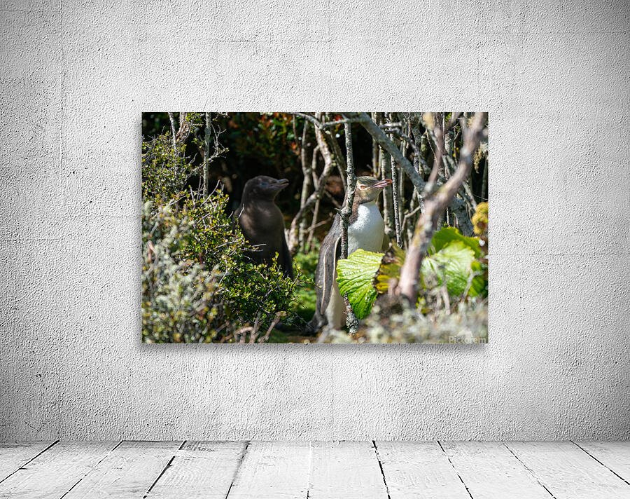 Yellow-eyed Penguin Wall Preview