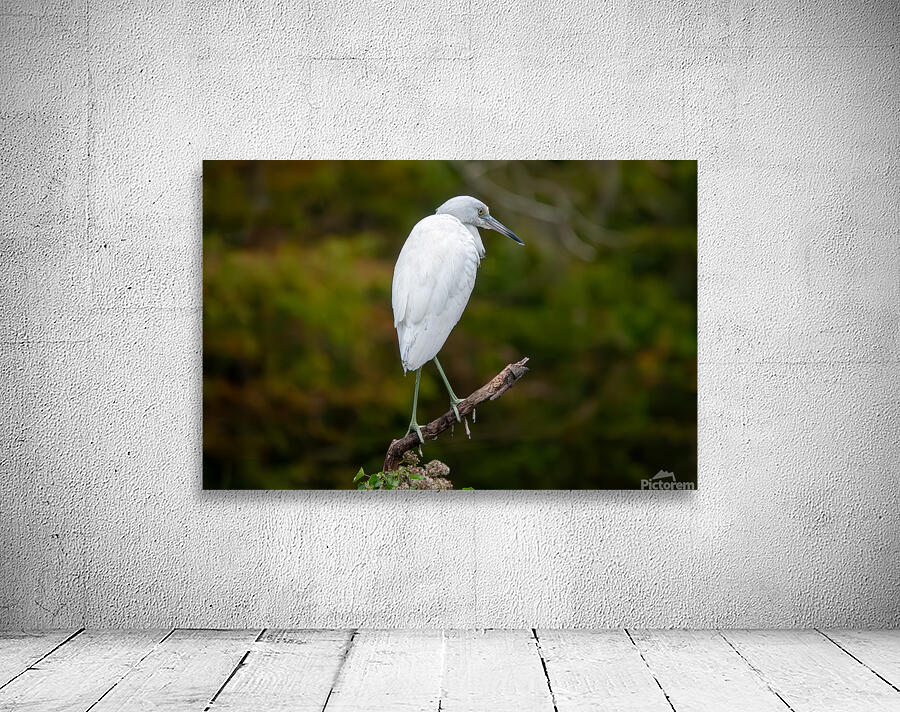 Juvenile Little Blue Heron by Adel B Korkor