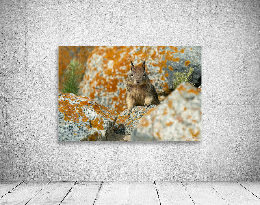 Mountain Ground Squirrel by Adel B Korkor