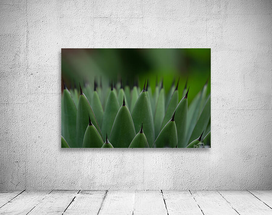 Huachuca Agave Plant Wall Preview