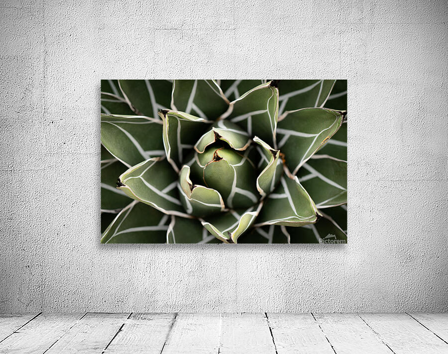 Agave Victoria-reginae Plant by Adel B Korkor