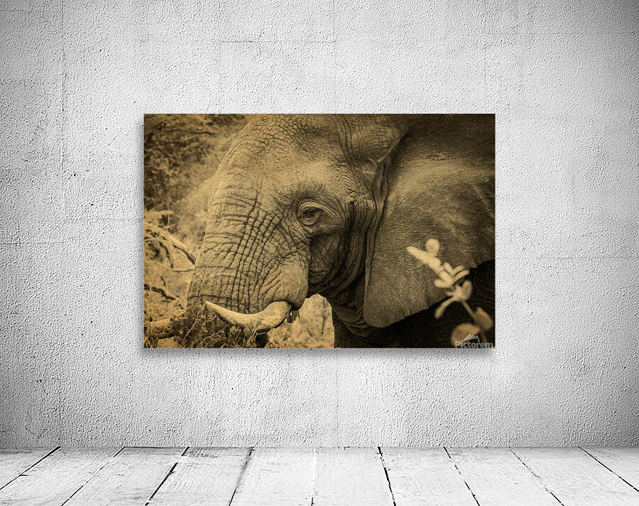 African Bush Elephant by Adel B Korkor