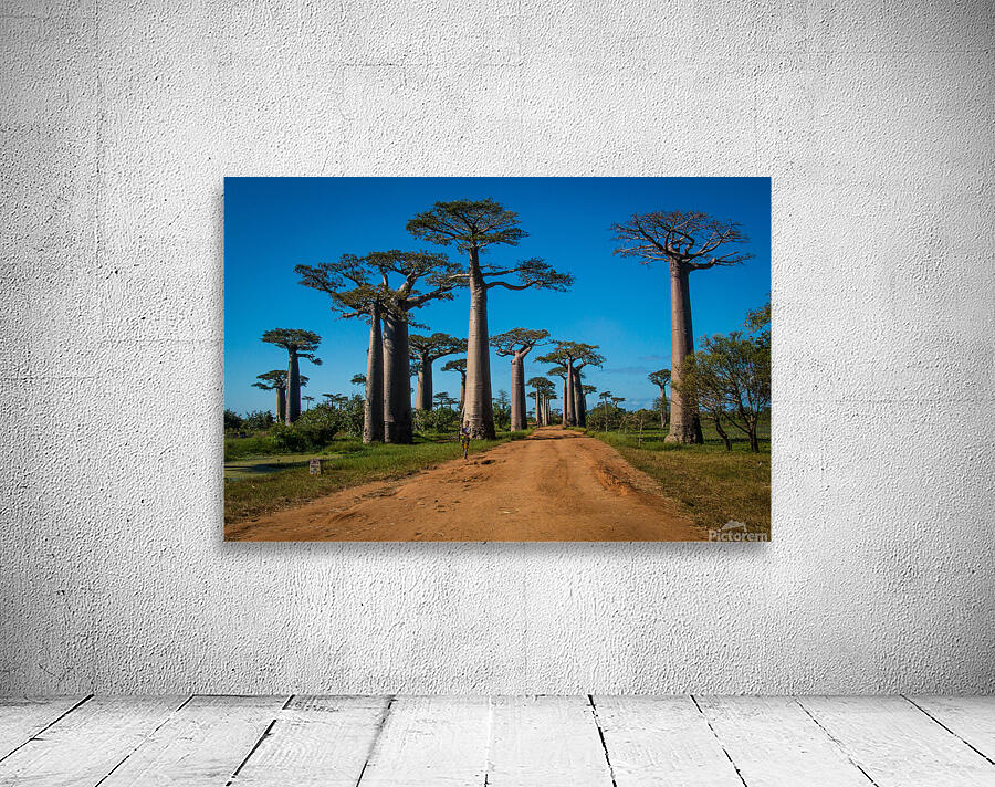 Avenue of the Baobabs by Adel B Korkor
