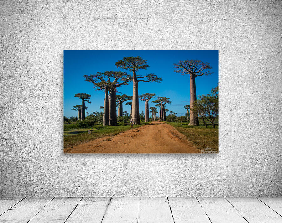Avenue of the Baobabs Wall Preview
