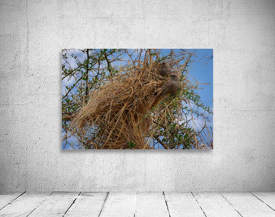 Rufous-tailed Weaver Wall Preview