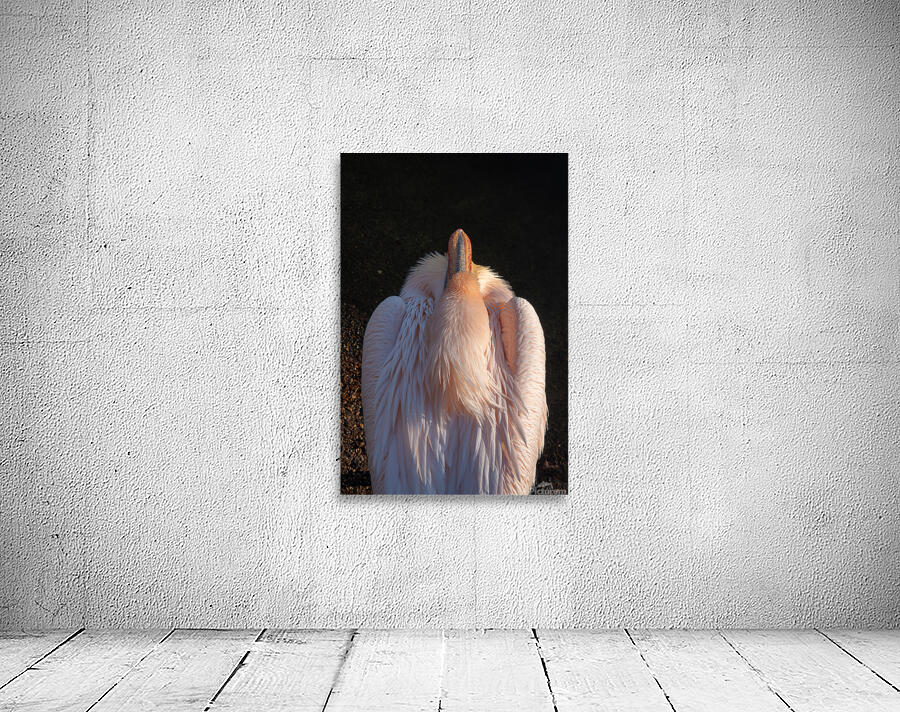 Great White Pelican by Adel B Korkor