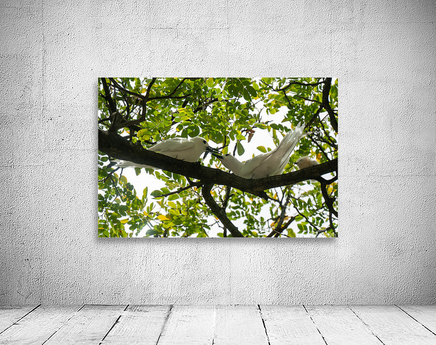 White Terns Wall Preview