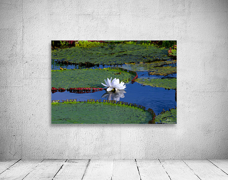 Amazon Water Lilly Wall Preview