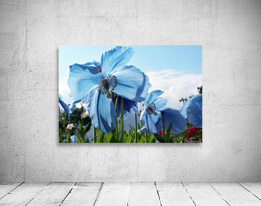 Himalayan Blue Poppy Flowers by Adel B Korkor