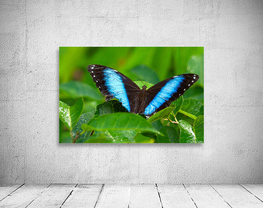 Achilles Blue Morpho Butterfly by Adel B Korkor